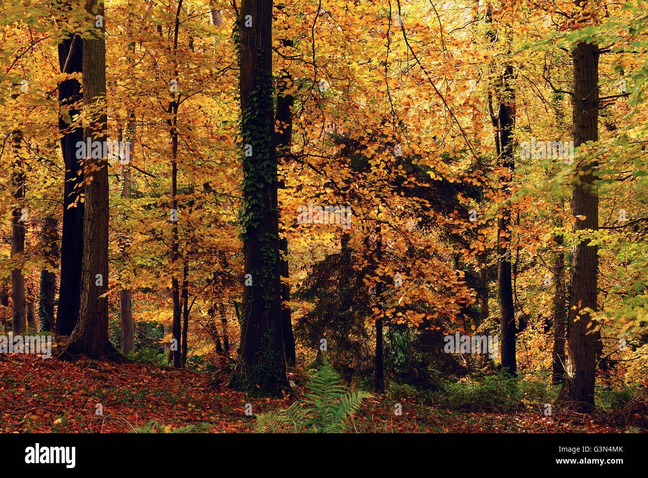 Faggi in Puddletown Forest, Dorset. Foto Stock