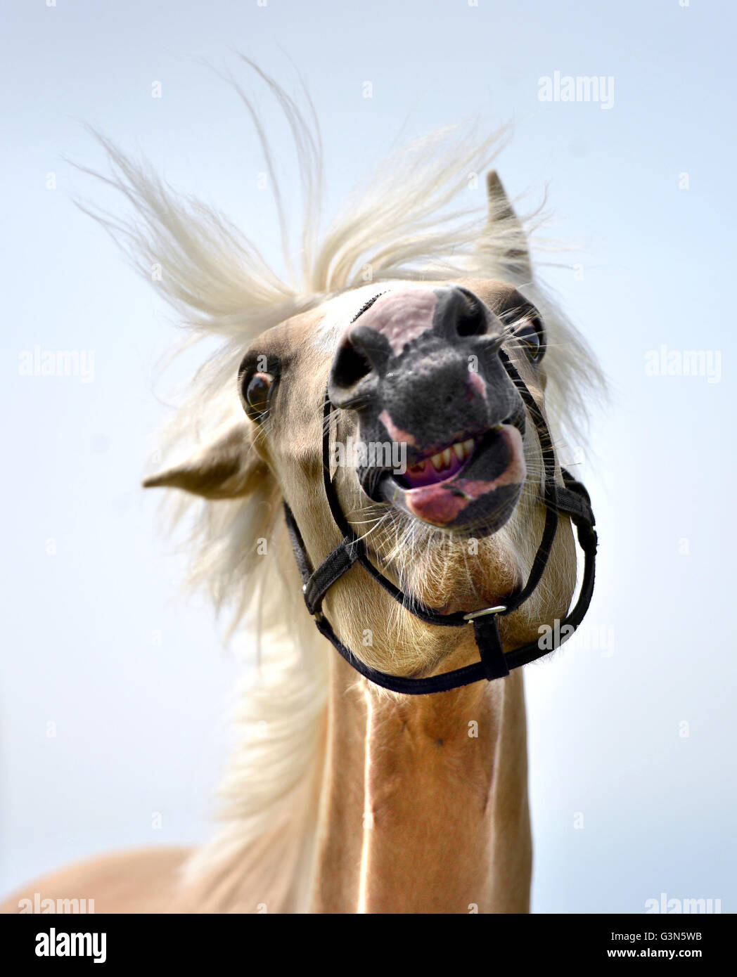 Giovani pale horse (puledra) Foto Stock