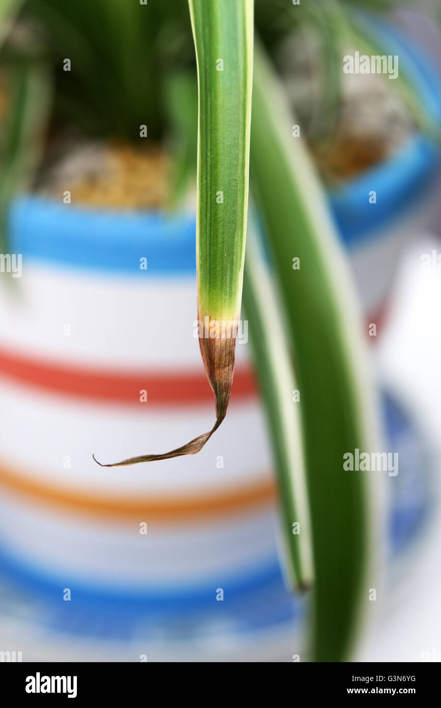 Close up Chlorophytum comosum variegatum o noto anche come impianto di ragno marrone con asciugatura a punta Foto Stock