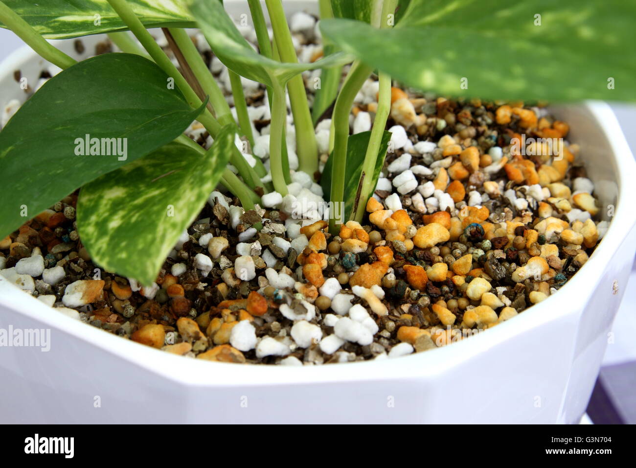 Epipremnum aureum o noto come Devil's edera che cresce in un vaso utilizzando perlite e vermiculite mix Foto Stock
