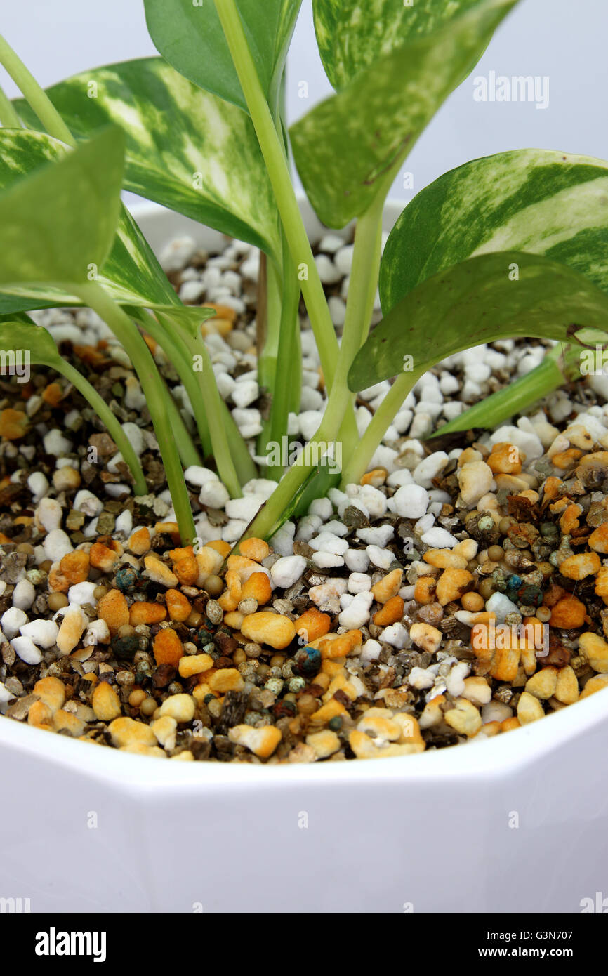 Epipremnum aureum o noto come Devil's edera che cresce in un vaso utilizzando perlite e vermiculite mix - close up Foto Stock