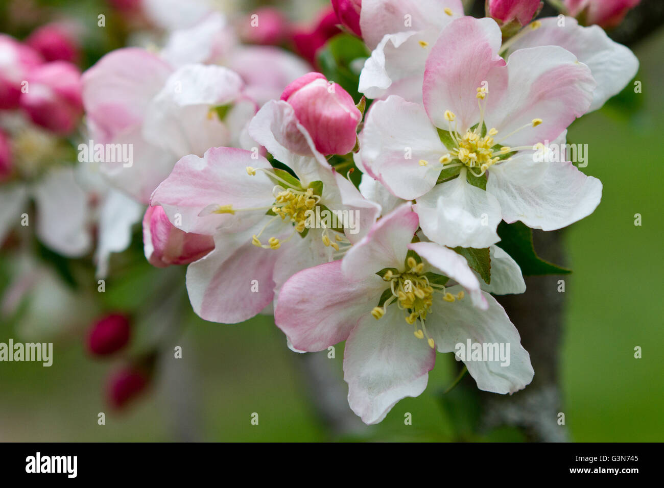 Rosa e Bianco crabapple fiorisce in primavera con boccioli in background Foto Stock