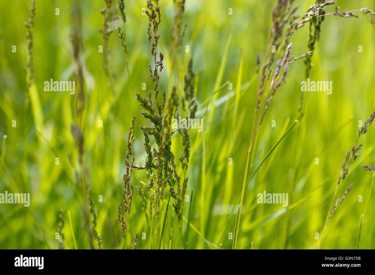 Nativo di erba della prateria Foto Stock