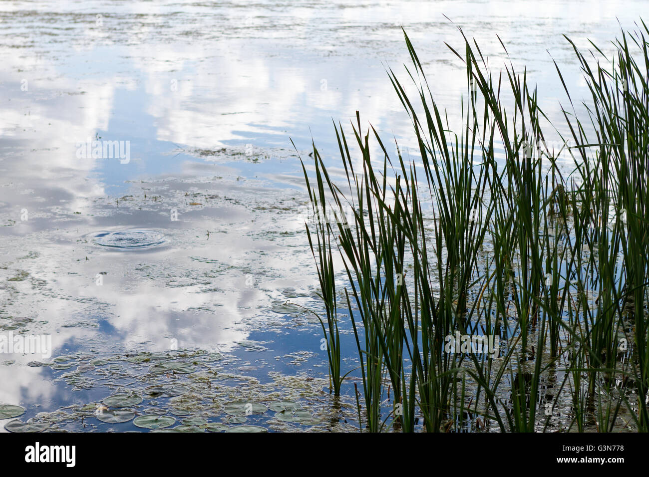Zona umida nativo di erba a bordo lago con lenticchie d'acqua e ninfee lungo con riflessioni di cloud Foto Stock