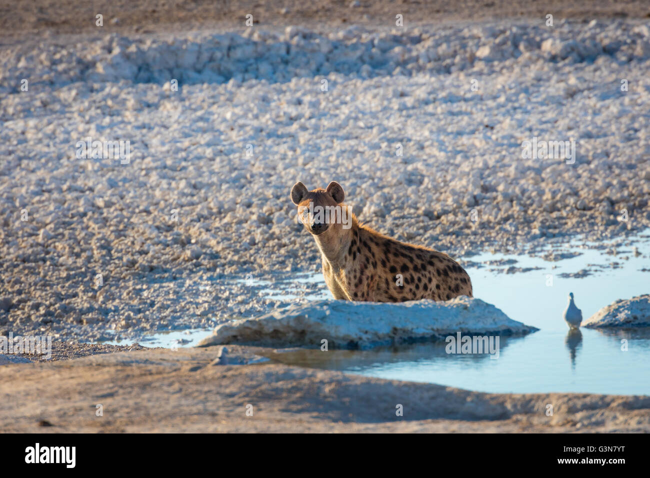 The Spotted hyena (Crocuta crocuta), noto anche come il ridere iena, è una specie di iena Foto Stock