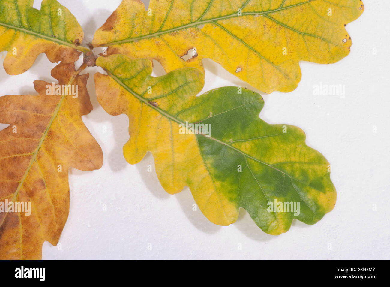 Albero di quercia (Quercus robur). Foglie di autunno. Foto Stock