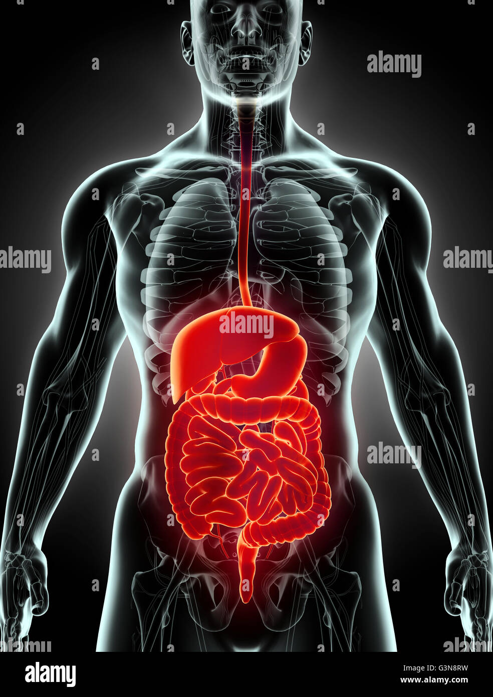 3D maschio umano x-ray sistema digestivo, concetto medico. Foto Stock