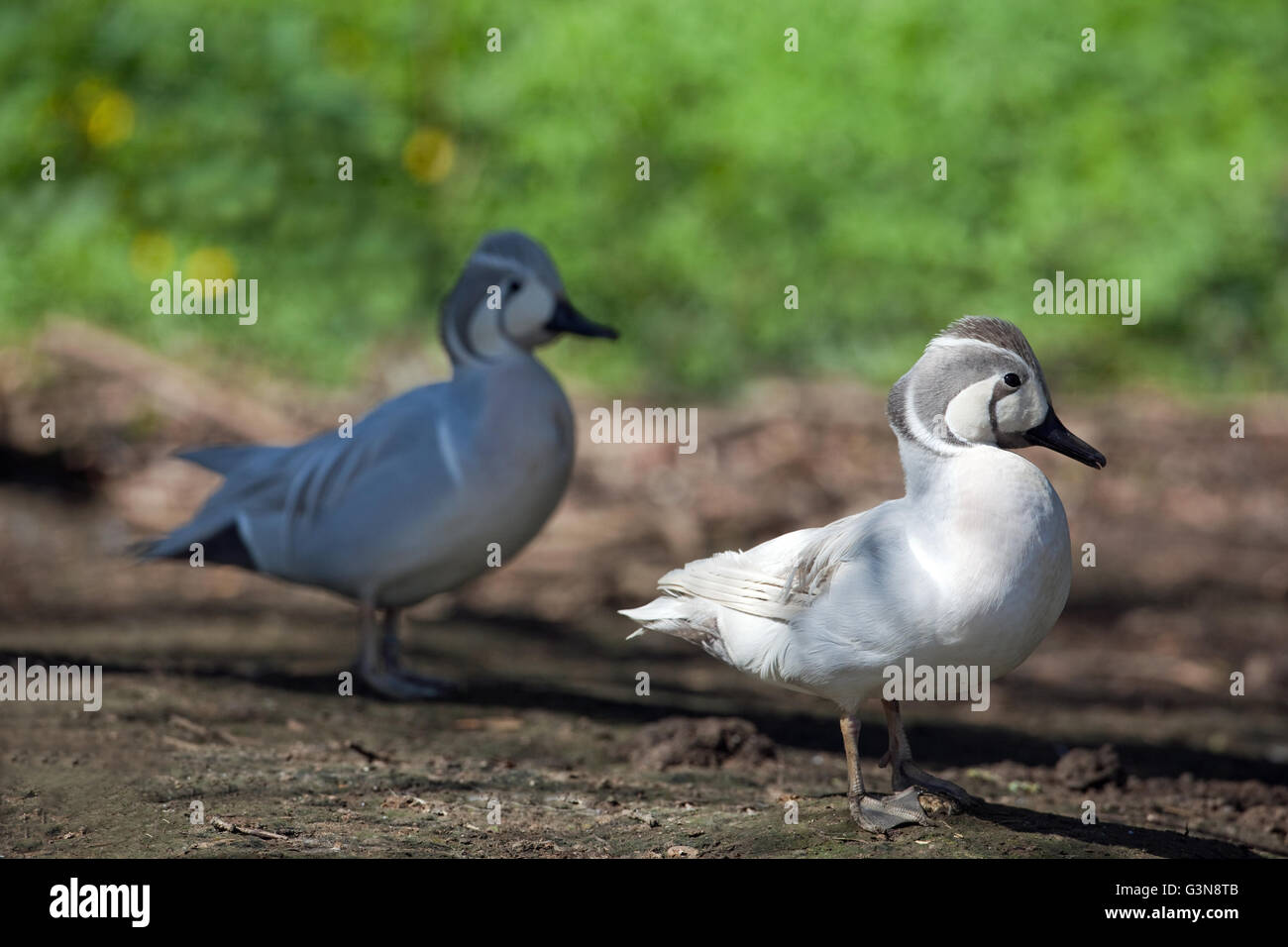 Baikal o Formosa Teal (Anas formosa). I draghetti o maschi. Leucystic colore forma. Manca la pigmentazione della melanina nel piumaggio. Foto Stock