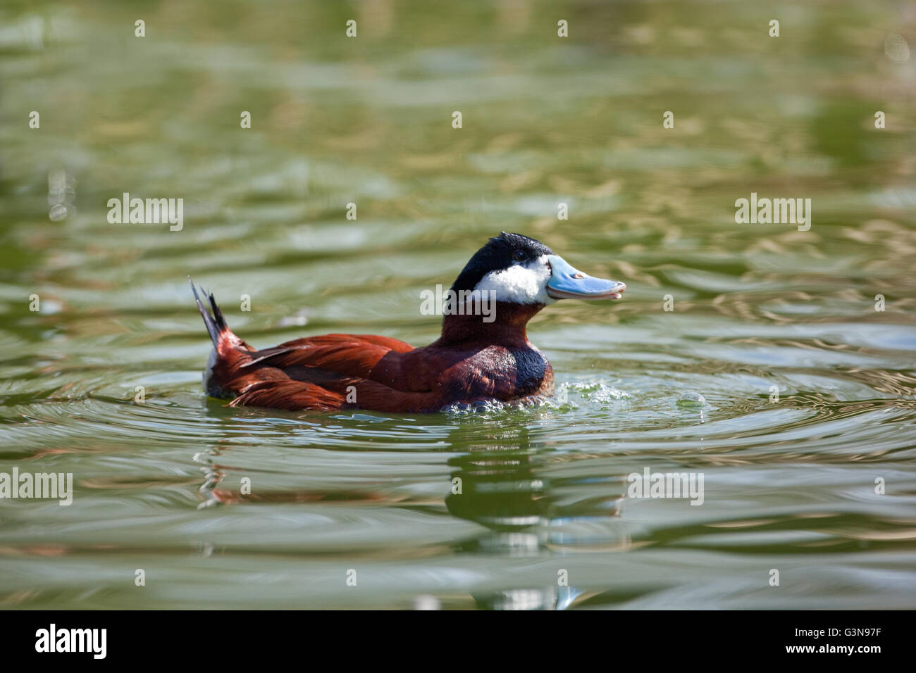 North American rubicondo anatra (Oxyura jamaicensis). Drake o maschio, gorgogliamento di display. Foto Stock