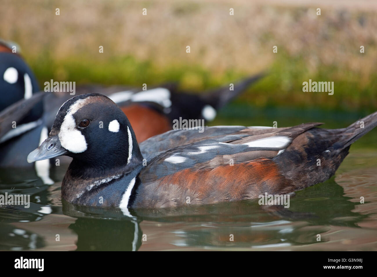 Arlecchino anatra (Histrionicus histrionicus). Foto Stock