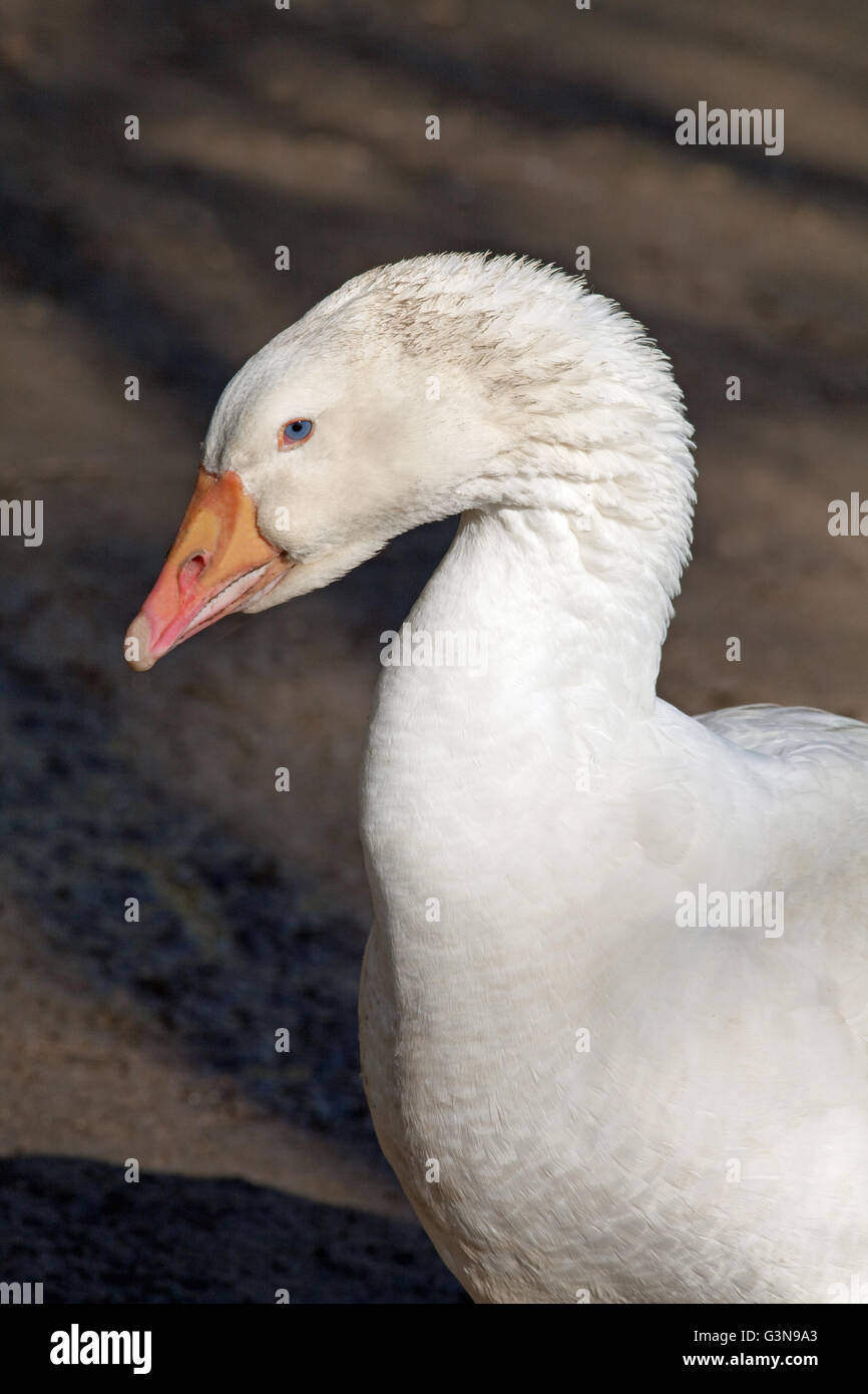 Embden Goose (Anser anser). Addomesticazione razza da cortile con piumaggio bianco. Foto Stock