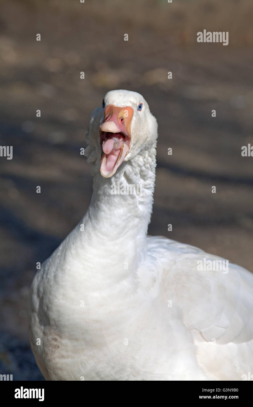 Embden Goose (Anser anser). Addomesticazione razza da cortile del piumaggio bianco. Tipo di esposizione. Bassa intensità il comportamento di minaccia. Foto Stock