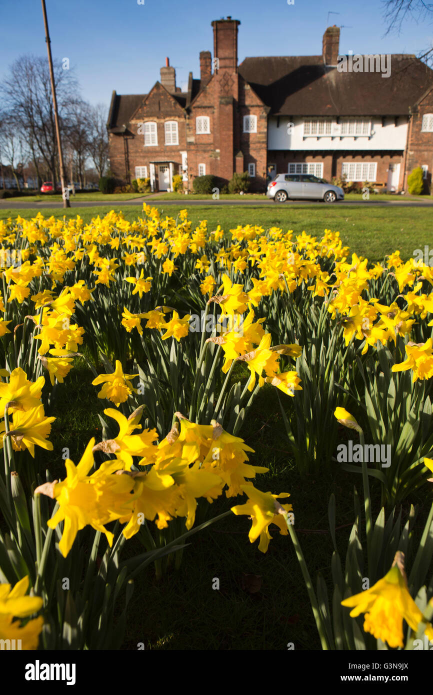 Regno Unito, Inghilterra, Wirrall, Port Sunlight, la Causeway, narcisi che cresce su angolo di King George Drive Foto Stock