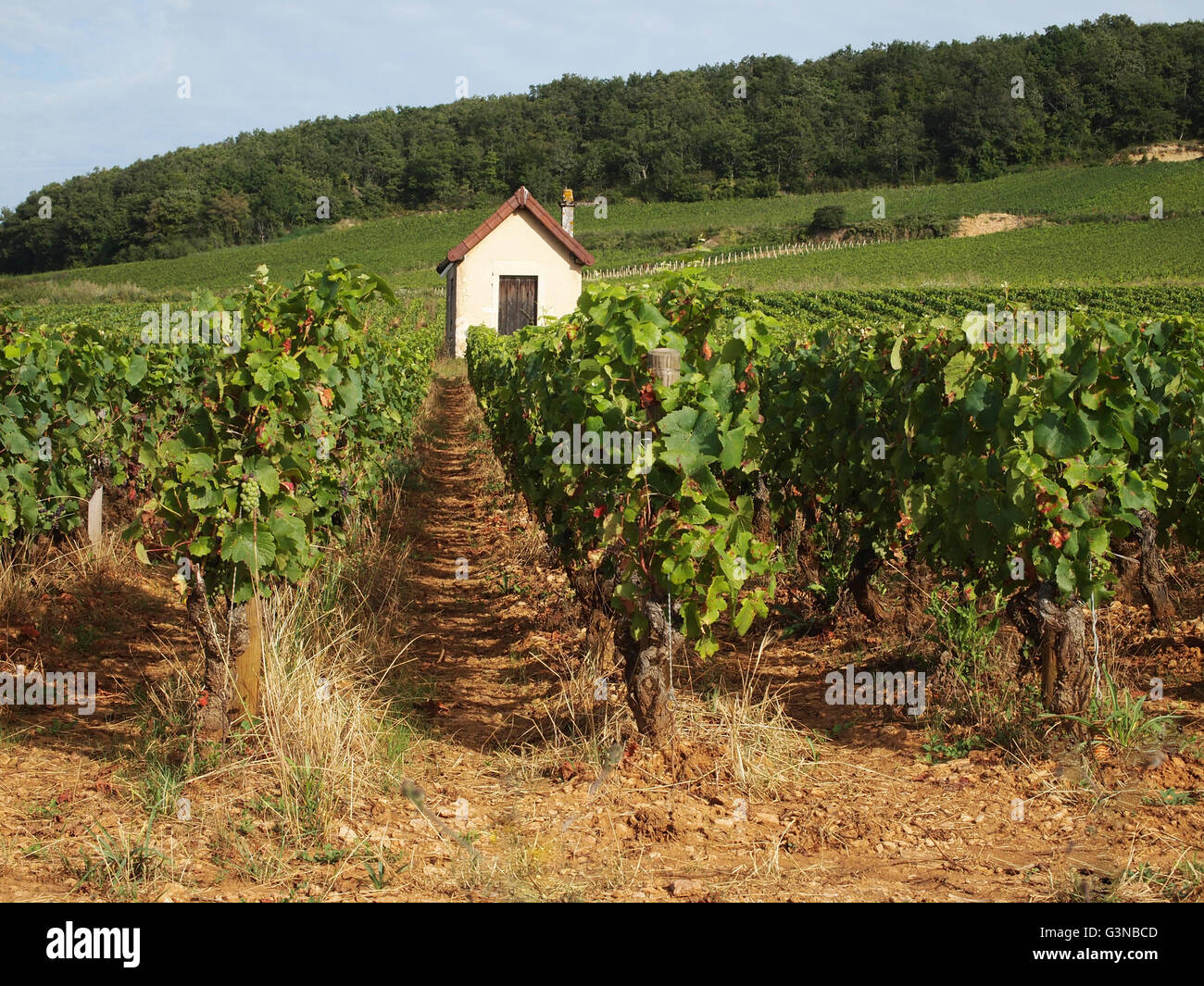 Premier cru Vigna fra Pernand Vergelesses e Savigny les Beaune, Borgogna, in Francia, in Europa Foto Stock