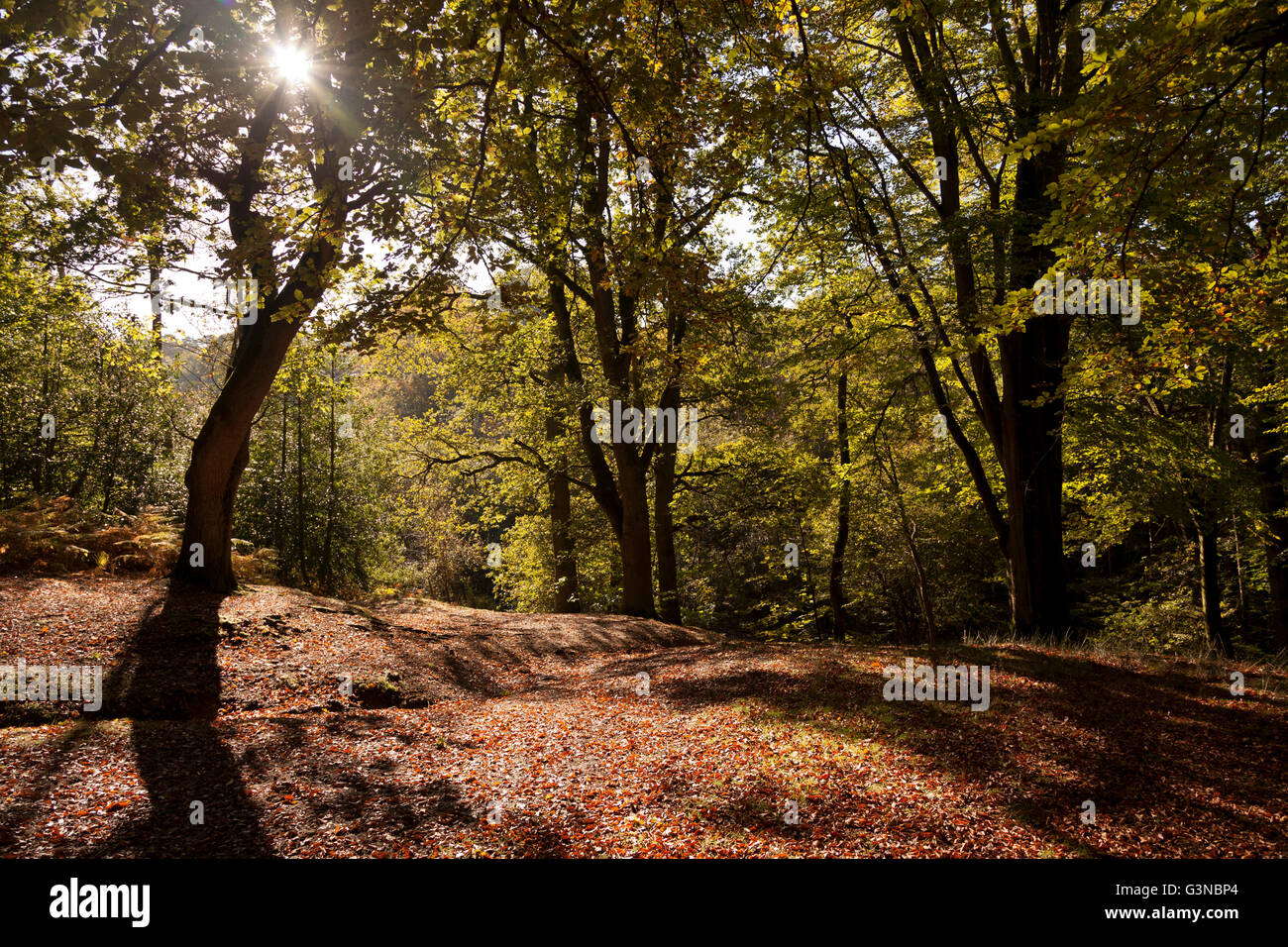 Vecchia foresta di alberi in autunno gettando ombre, Hindhead, Hampshire, Inghilterra, Regno Unito, Europa Foto Stock