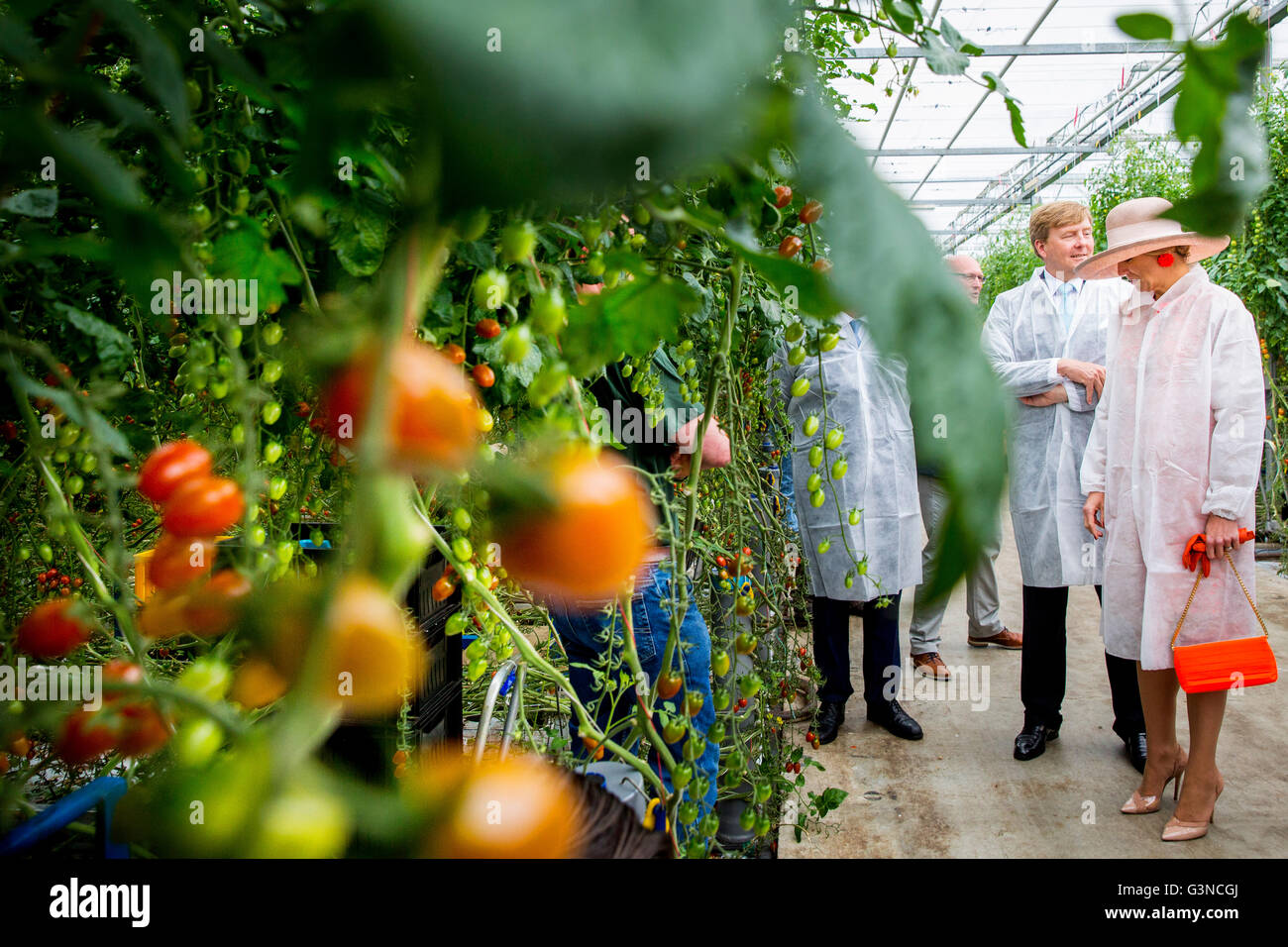 Willem-Alexander re e regina Maxima dei Paesi Bassi visitare la regione nord occidentale della Frisia, Paesi Bassi, 13 giugno 2016. Il re e la regina visita Het Bildt, Menamendiel, Franekeradeel e Harlingen. Foto di Robin Utrecht/ABACAPRESS.COM Foto Stock