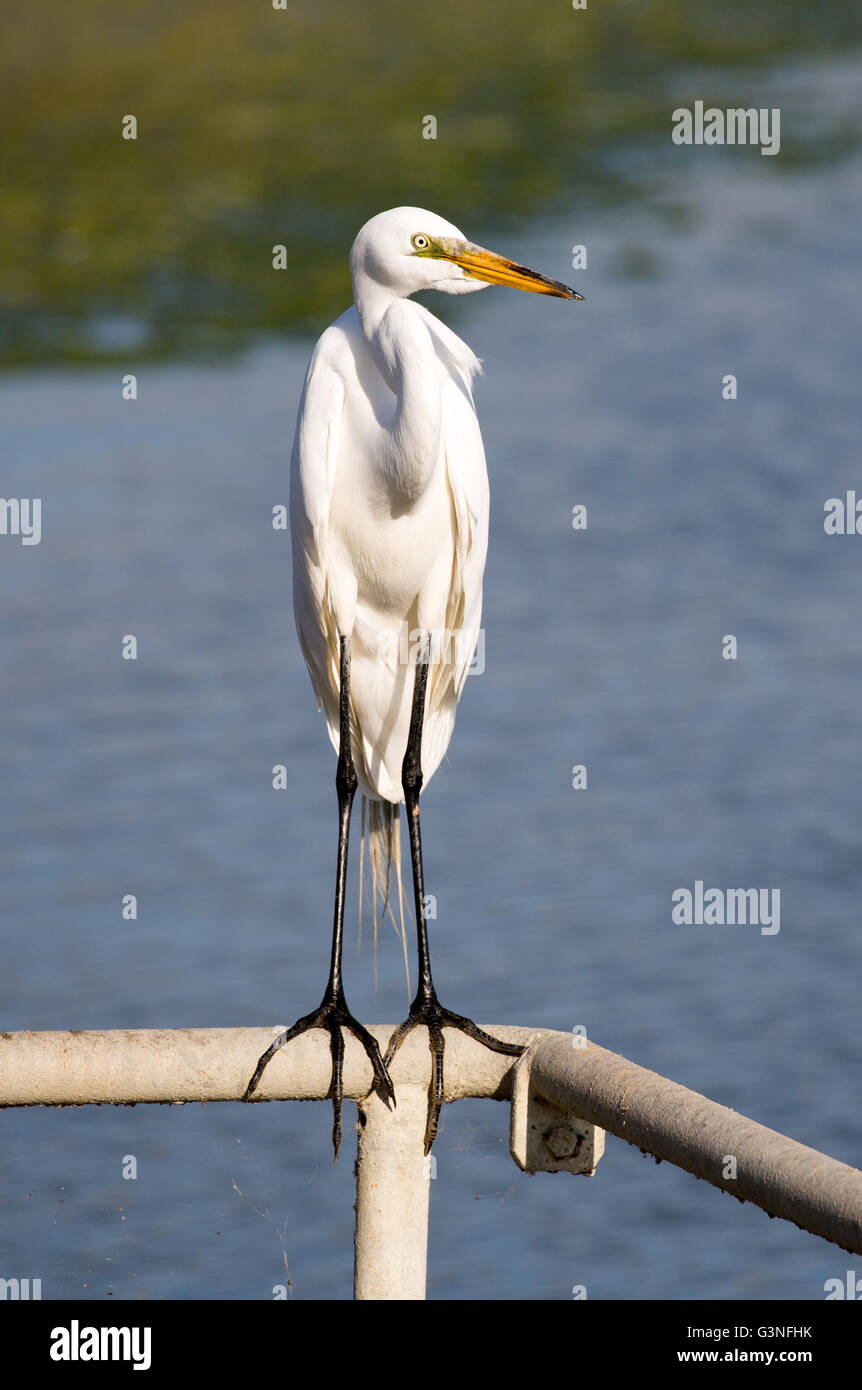 Airone bianco maggiore (Ardea alba) appollaiato sulla barra in metallo Foto Stock