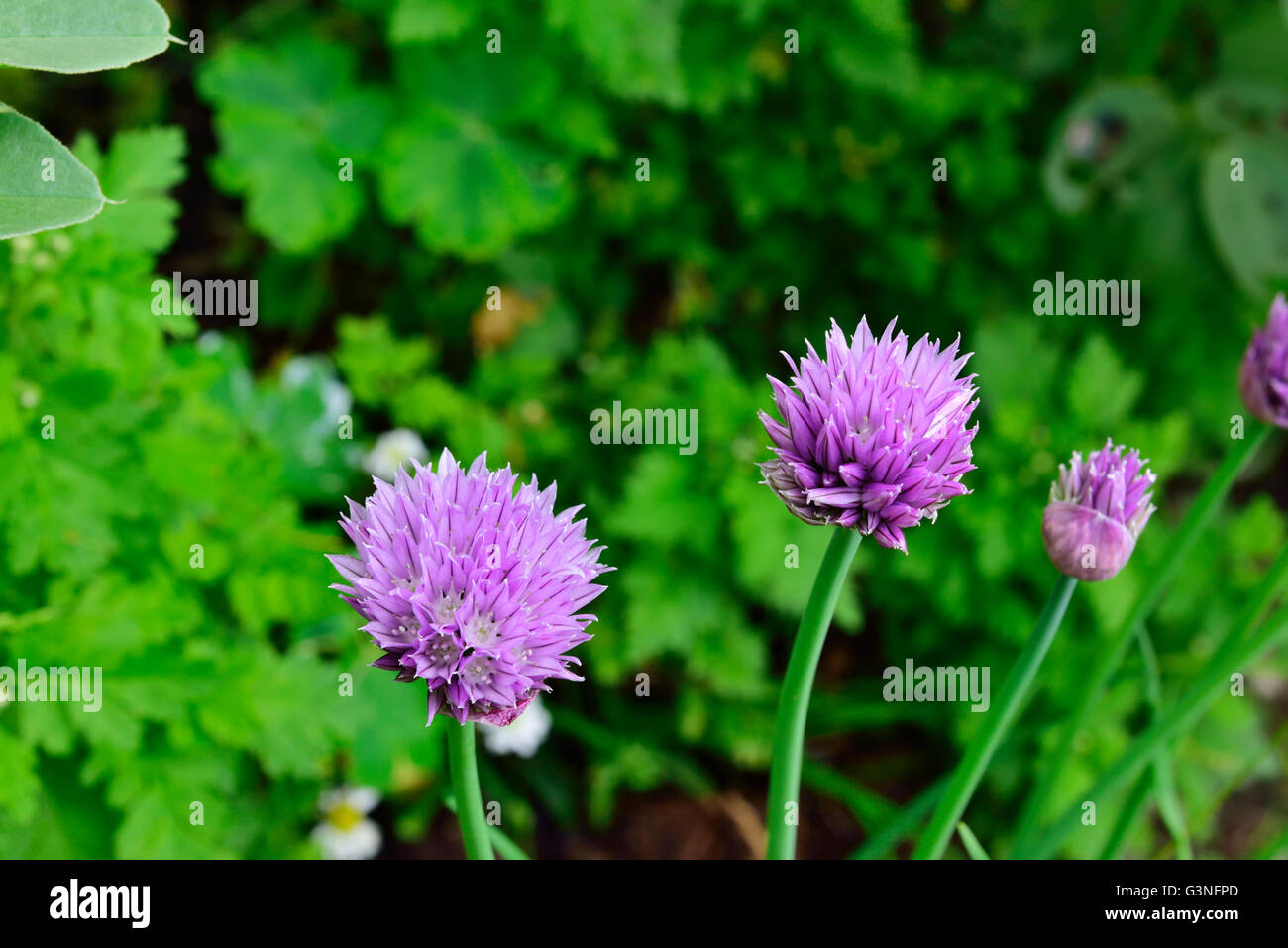 Fiori di commestibile comune di erba cipollina Allium schoenoprasum, in giardino Foto Stock