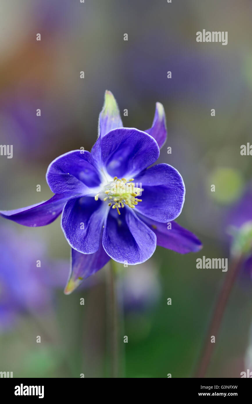 Aquilegia vulgaris, aquilegia comune, close-up di fiori Foto Stock