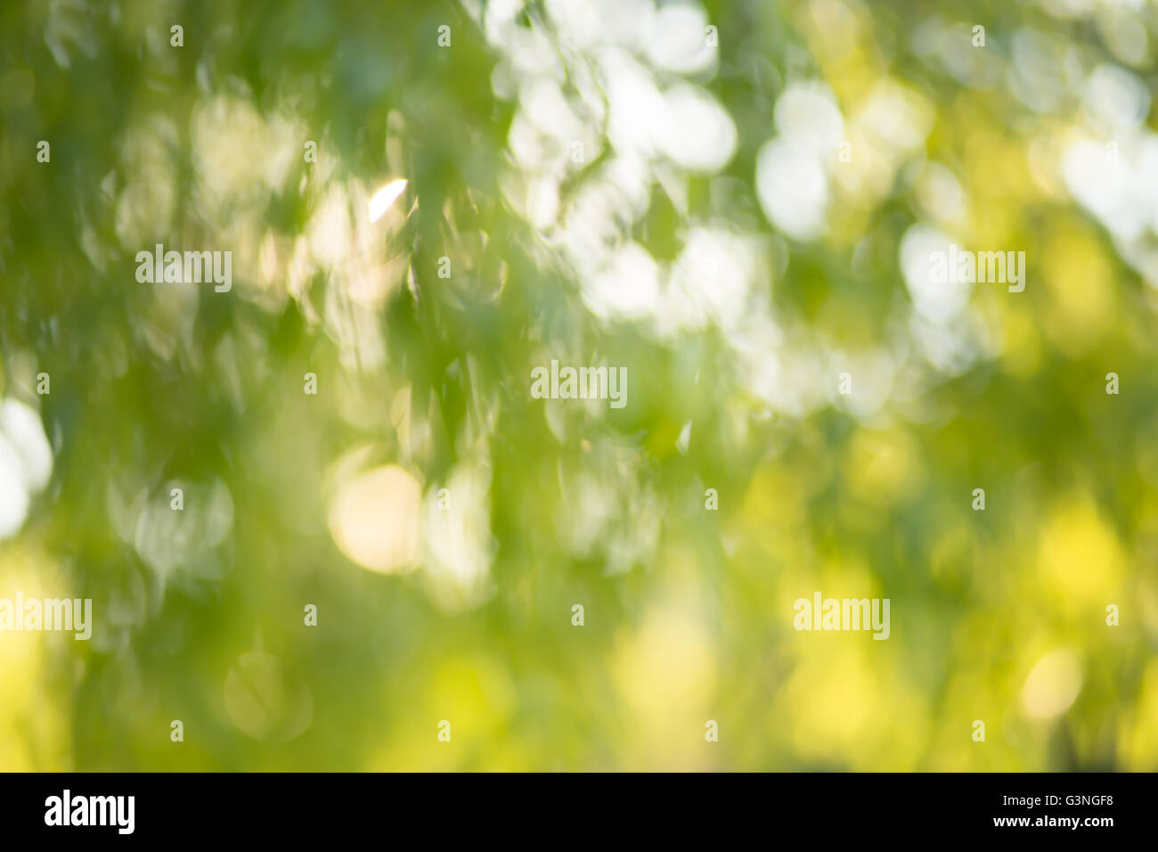 Green Garden bokeh sfondo, lens blur Foto Stock