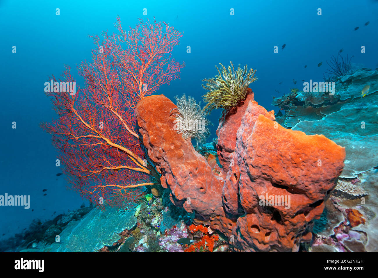 Coral reef con canna (spugna Xestospongia sp.), stelle piuma (Crinoidea) e di gorgonie (Melithea ochracea), Isola Wakatobi. Foto Stock
