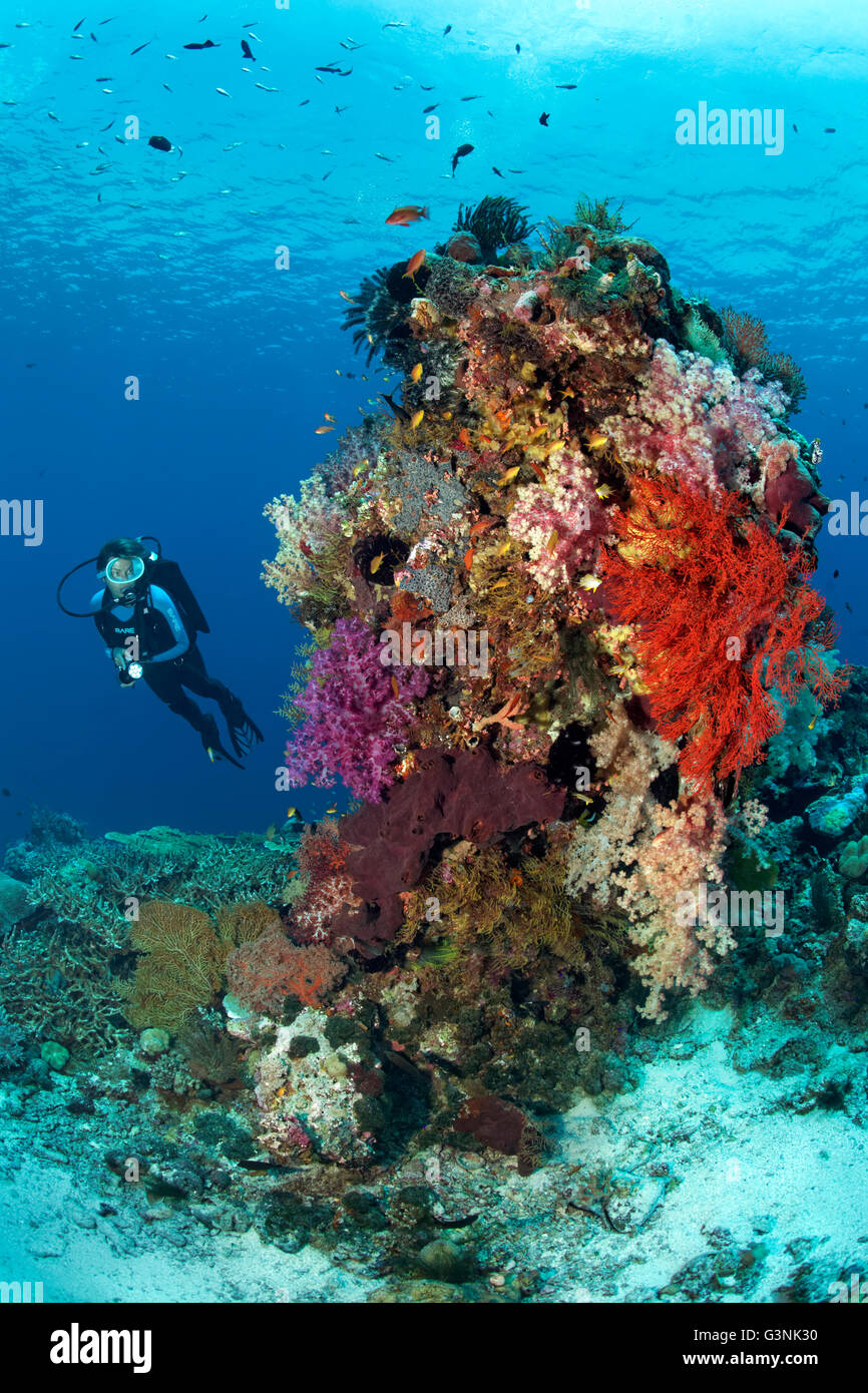 Sommozzatore osservando diversi coralli, pesci e invertebrati, Wakatobi. Isola, Tukangbesi arcipelago, Wakatobi. Parco Nazionale Foto Stock