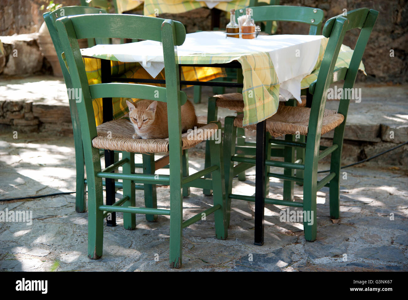 Gatto seduto su una sedia verde sotto un tavolo in una taverna, Creta, Grecia, Europa Foto Stock