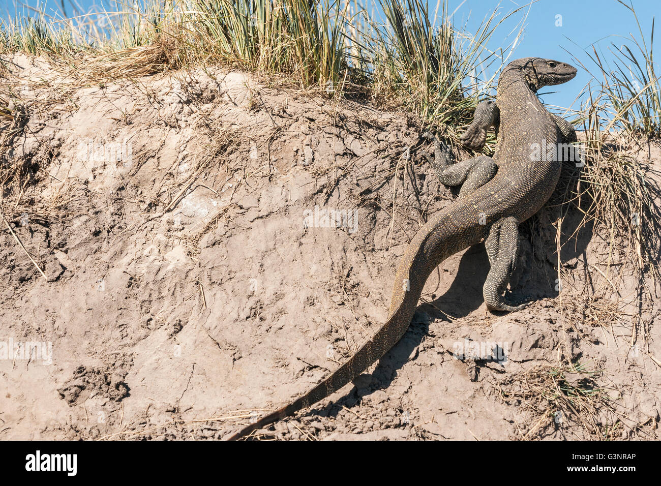 Grande lizard in riverbank, fiume Chobe, Caprivi Strip, Namibia, Africa Foto Stock