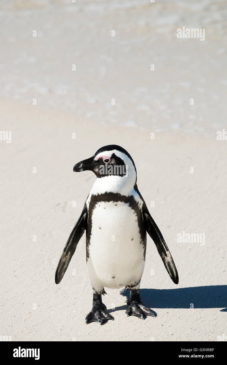 Lone nero-footed africano (dei pinguini Jackass Penguin) sulla spiaggia di sabbia bianca, Boulder Beach National Park, Simonstown, Sud Africa Foto Stock