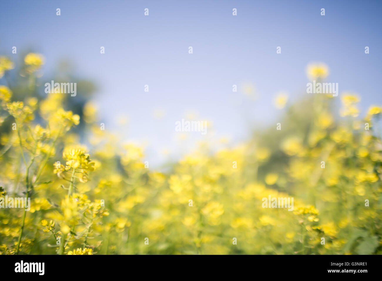 Sfocata estate sfondo del paesaggio con fiori Foto Stock