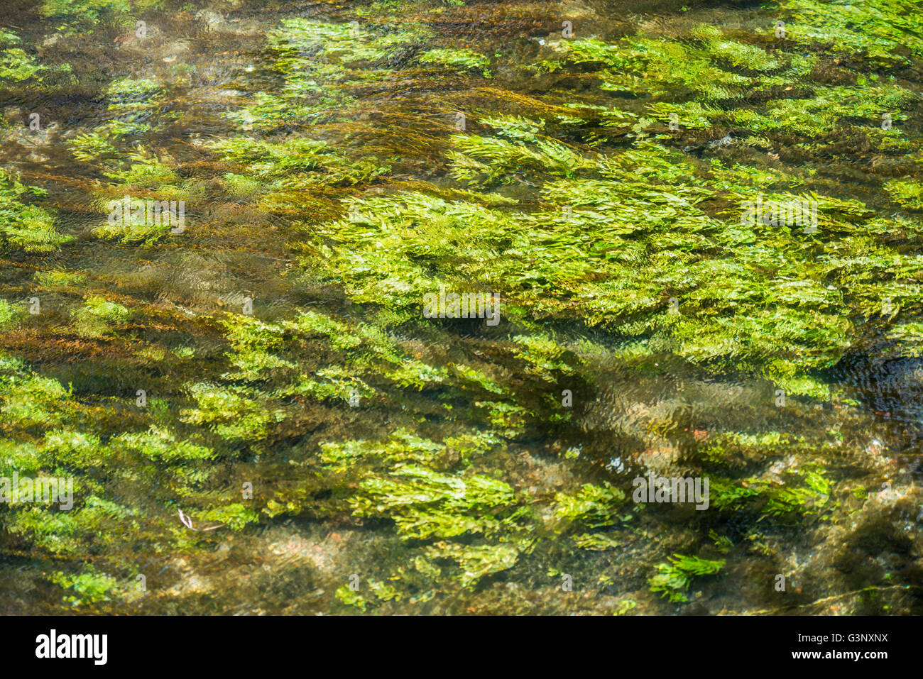 Verde acqua succosa piante sono sventolato sott'acqua di un piccolo flusso rapido si preannuncia come la pittura Foto Stock