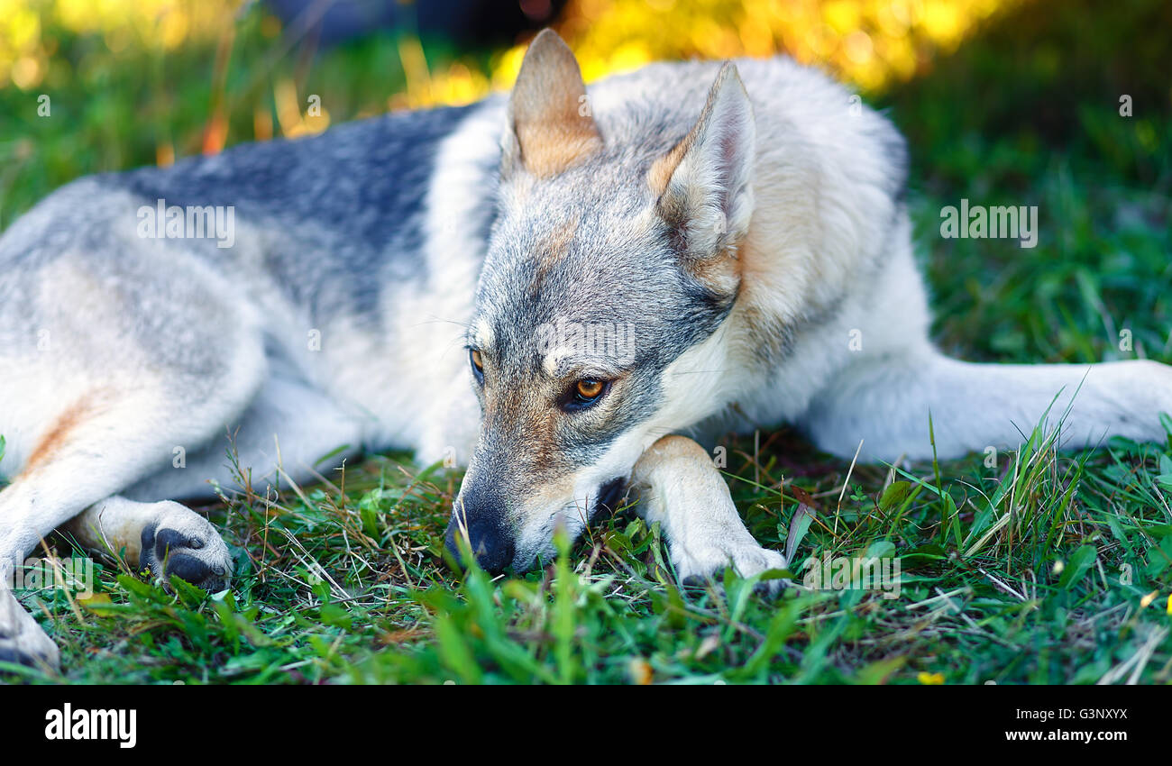 Addomesticazione cane lupo in appoggio rilassato su un prato. Foto Stock