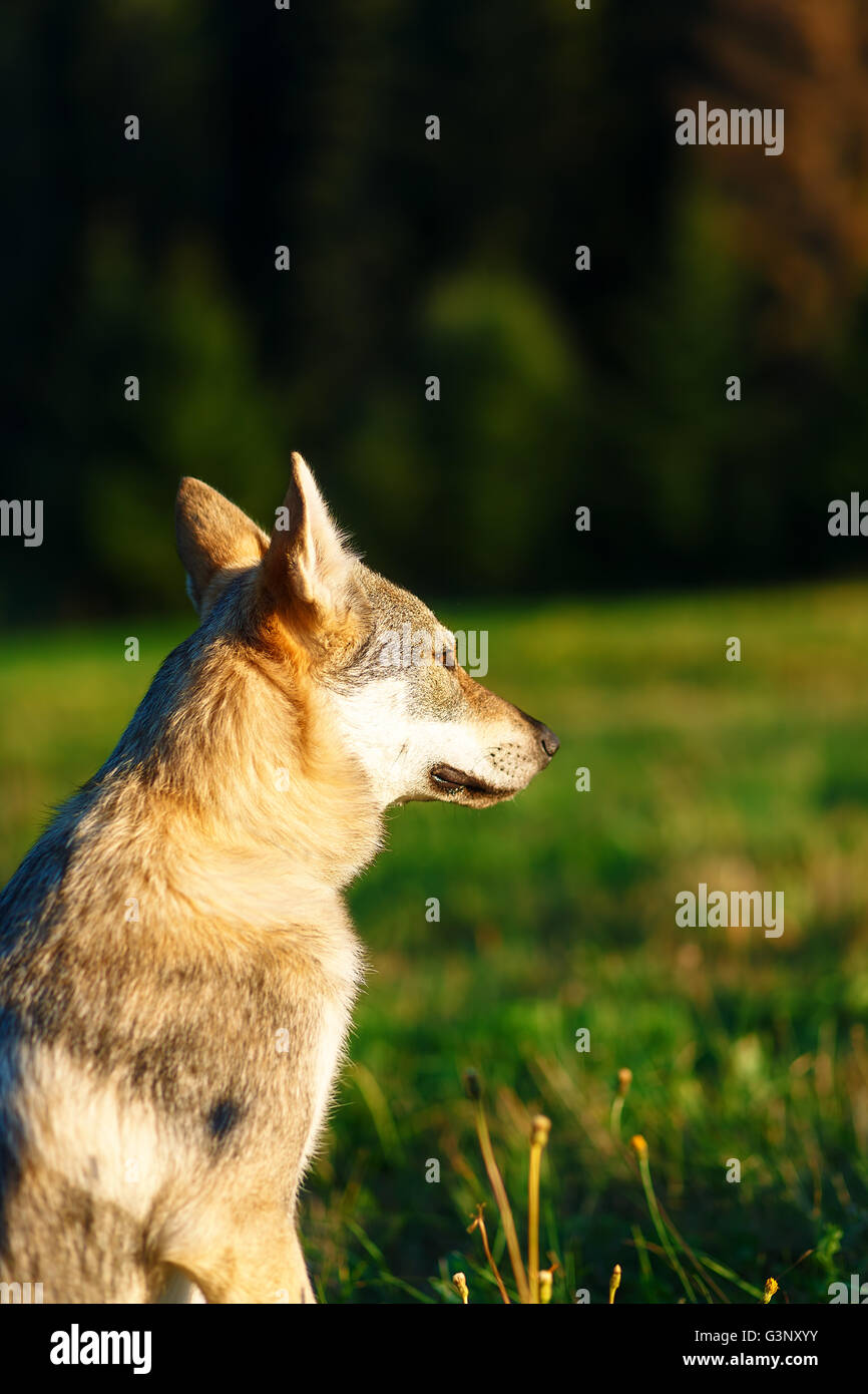 Addomesticazione cane lupo su un prato. Pastore cecoslovacco. Foto Stock