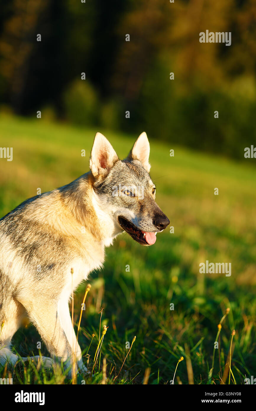 Addomesticazione cane lupo su un prato. Pastore cecoslovacco. Foto Stock