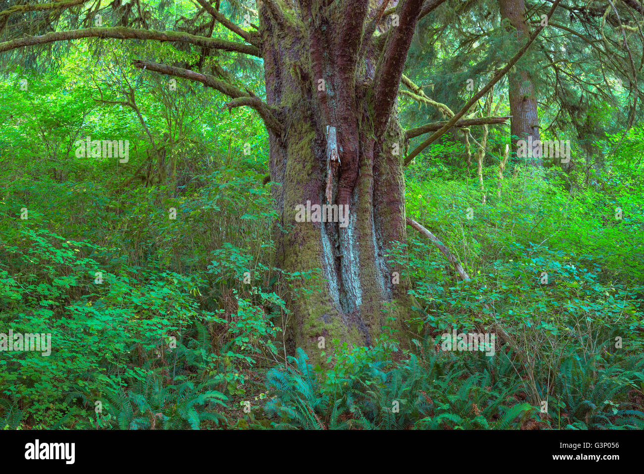 Stati Uniti d'America, Oregon, Siuslaw National Forest. Enorme Sitka Abete (Picea sitchensis) albero nella foresta pluviale costiera con un fitto sottobosco. Foto Stock