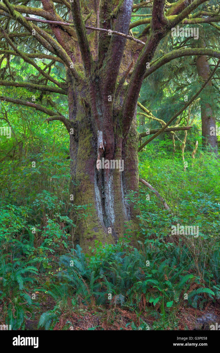 Stati Uniti d'America, Oregon, Siuslaw National Forest. Enorme Sitka Abete (Picea sitchensis) albero nella foresta pluviale costiera con un fitto sottobosco plan Foto Stock
