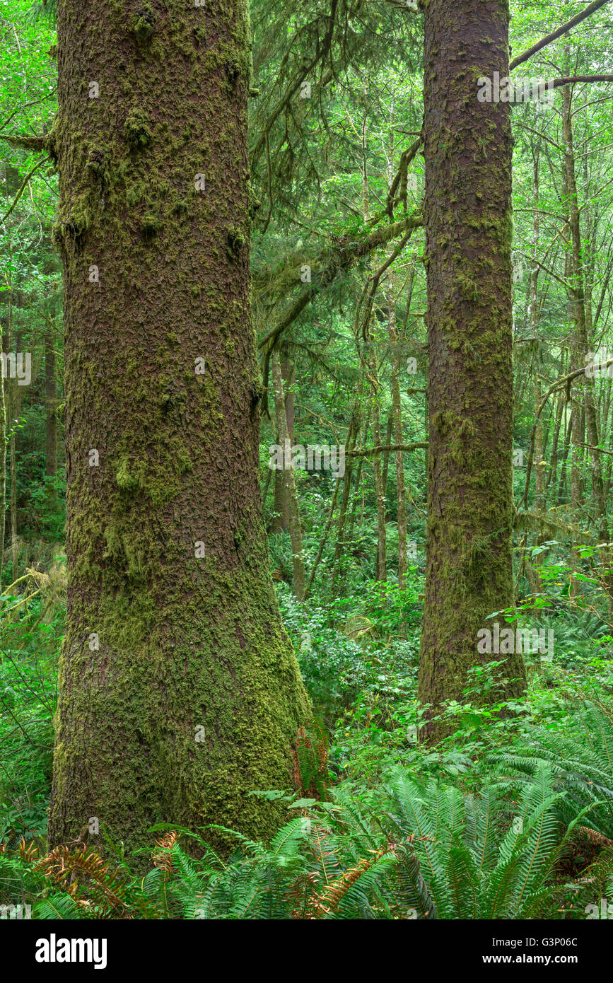 Stati Uniti d'America, Oregon, Siuslaw National Forest. Cape Perpetua Scenic Area, crescita vecchia foresta pluviale costiera di Sitka Spruce. Foto Stock