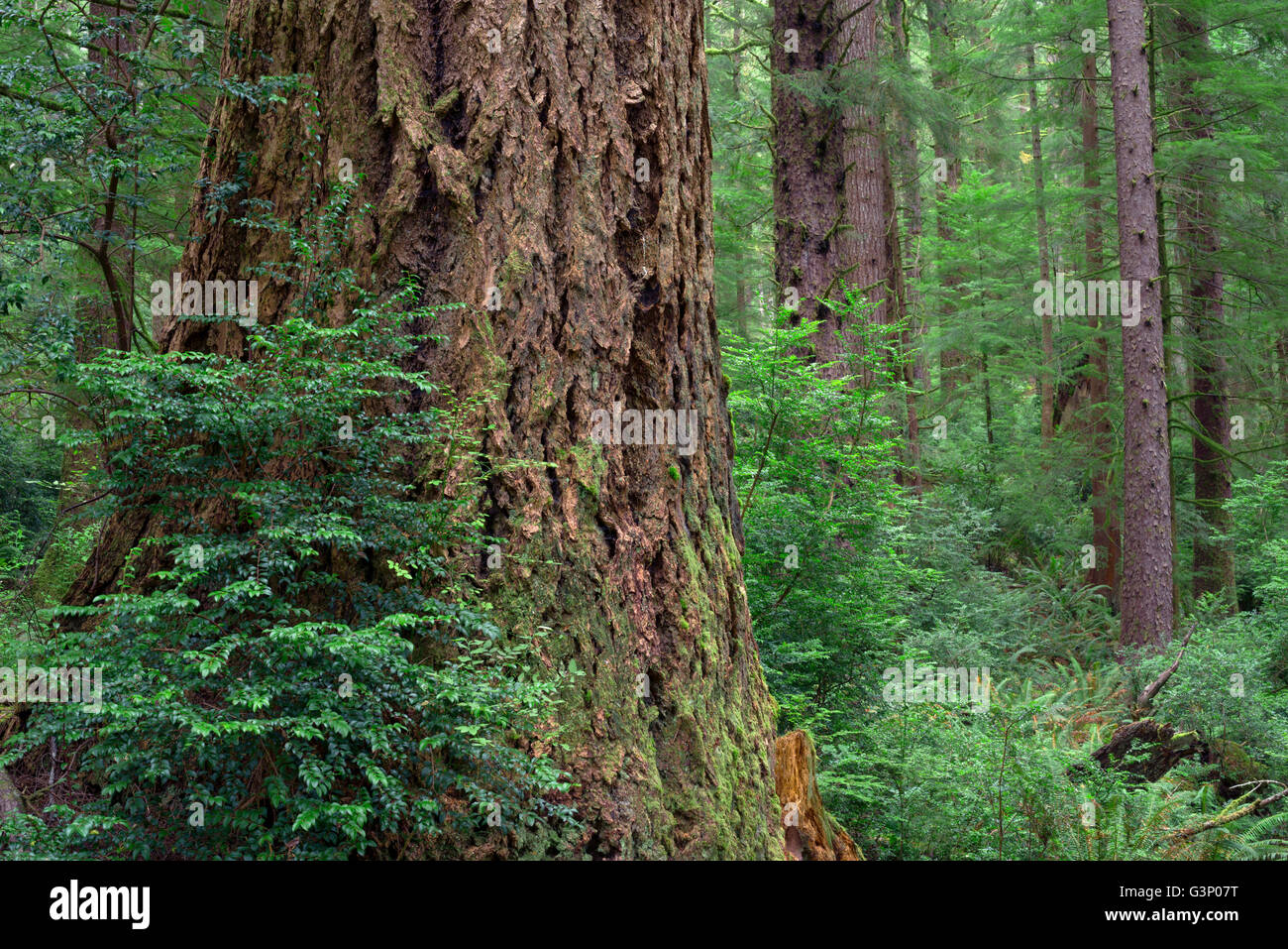 Stati Uniti d'America, Oregon, Siuslaw National Forest, Cape Perpetua Scenic Area, enorme tronco di abete di Douglas e minore Sitka Spruce nella foresta. Foto Stock