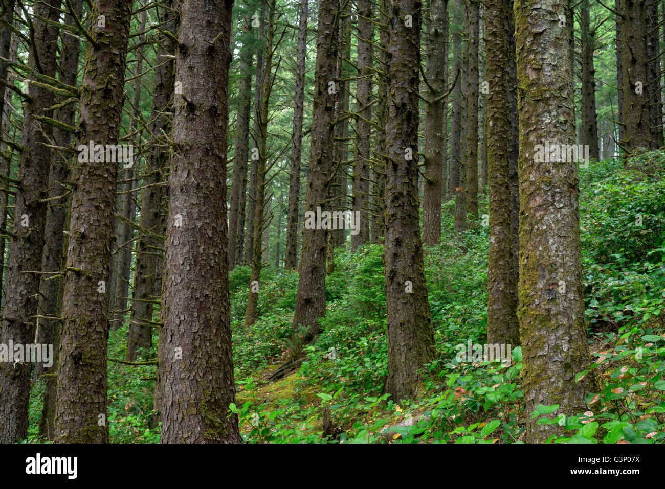 Stati Uniti d'America, Oregon, Siuslaw National Forest. Cape Perpetua Scenic Area, foresta pluviale costiera di Sitka Spruce con sottobosco di salal. Foto Stock