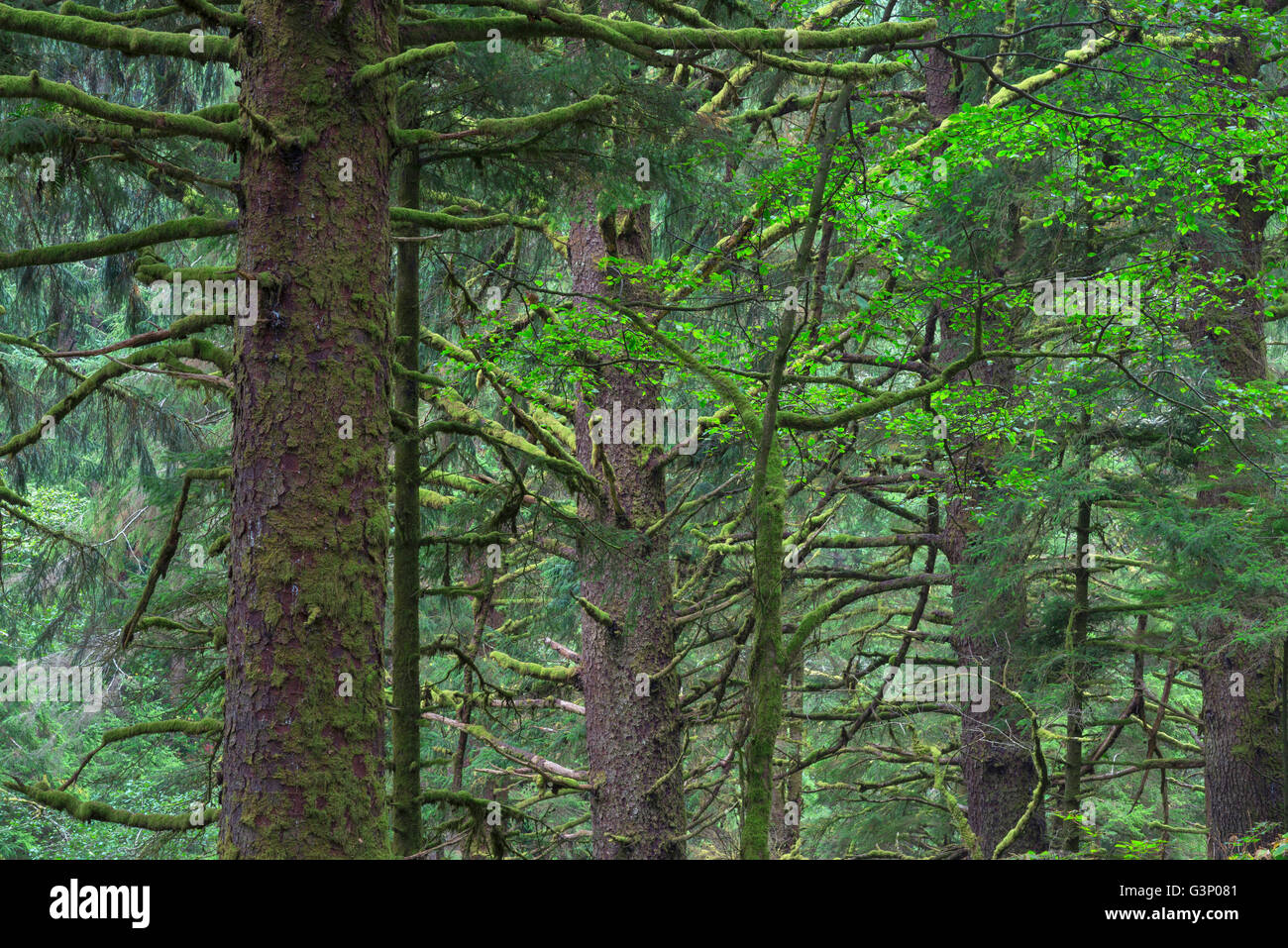 Stati Uniti d'America, Oregon, Siuslaw National Forest. Cape Perpetua Scenic Area, crescita vecchia foresta pluviale costiera di Sitka Abete (Picea sitchensis Foto Stock
