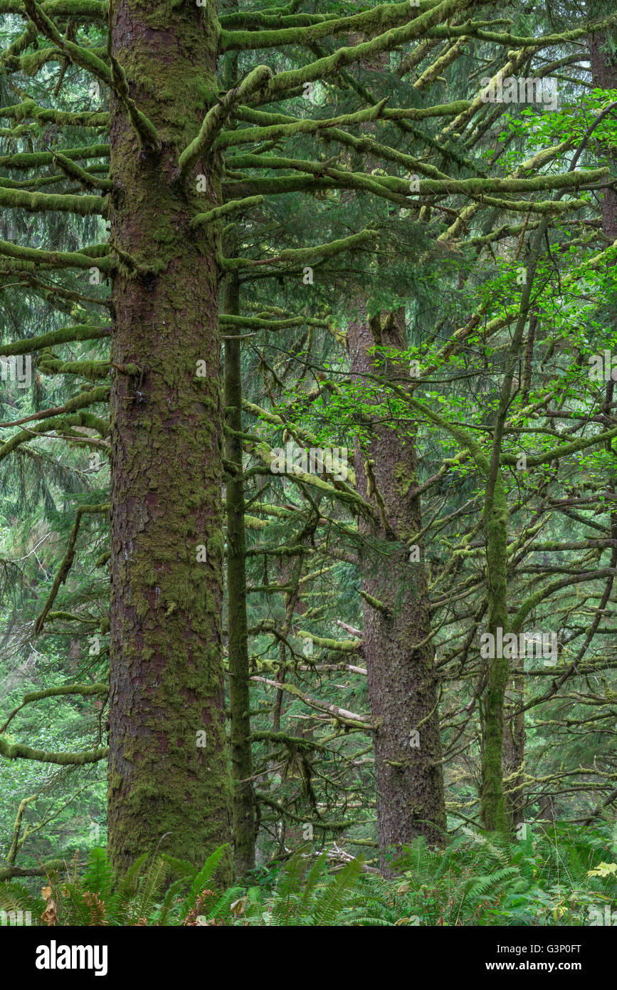 Stati Uniti d'America, Oregon, Siuslaw National Forest. Cape Perpetua Scenic Area, crescita vecchia foresta pluviale costiera di Sitka Spruce. Foto Stock