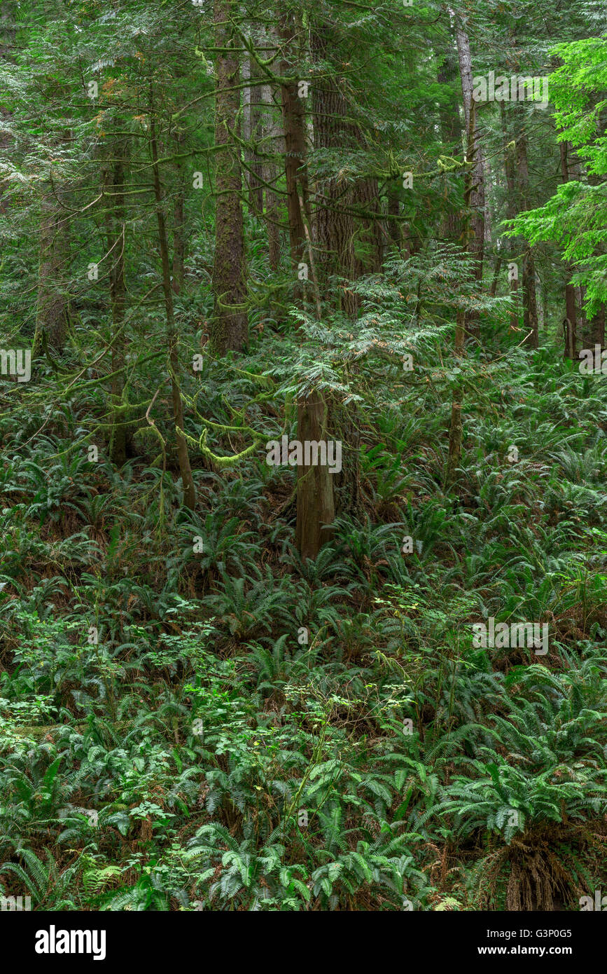 Stati Uniti d'America, Oregon, Siuslaw National Forest, Cape Perpetua Scenic Area, spada fern domina sottobosco in crescita vecchia foresta costiera. Foto Stock