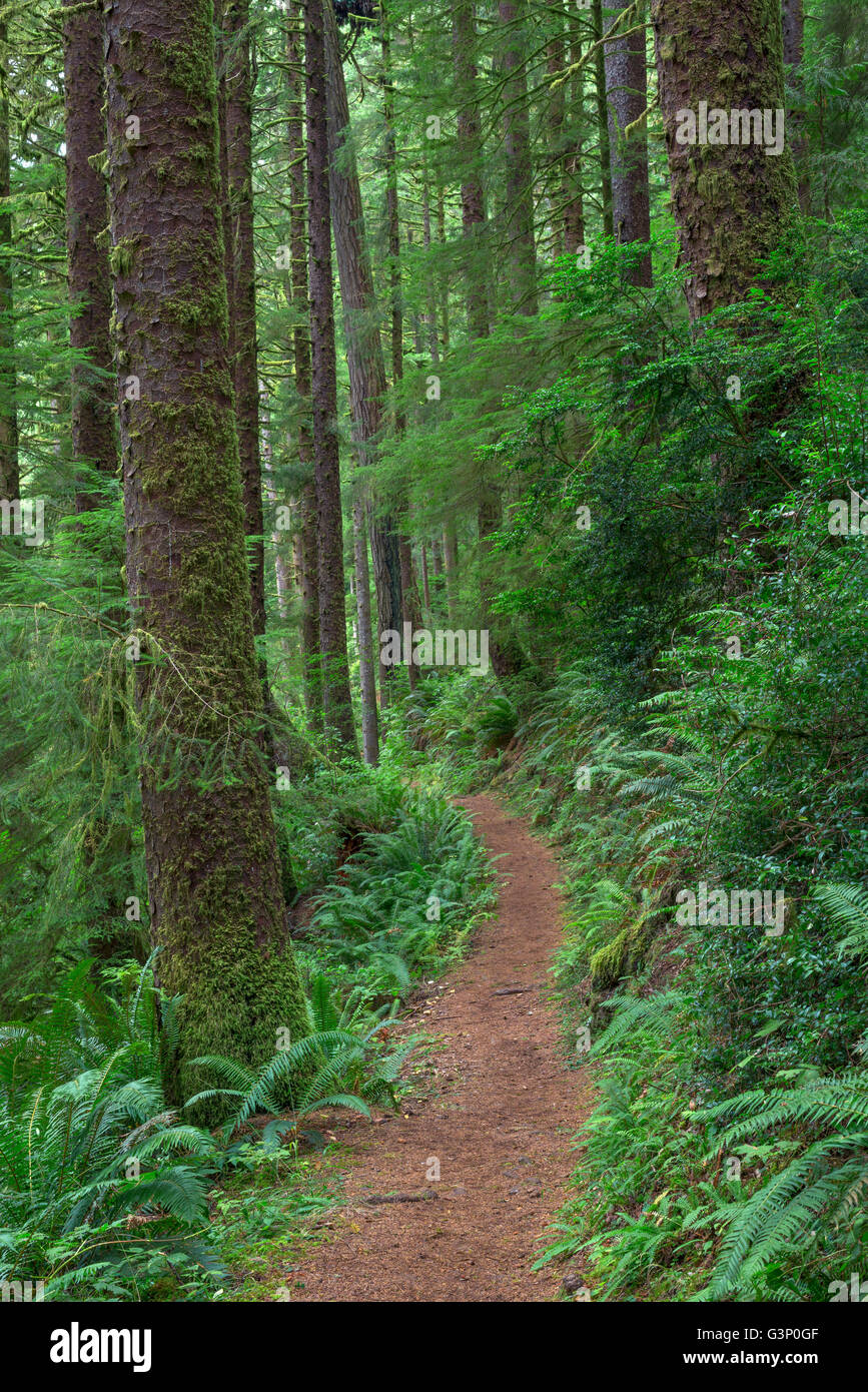 Stati Uniti d'America, Oregon, Siuslaw National Forest. Cape Perpetua Scenic Area, Gwynn Creek Trail attraverso la crescita vecchia foresta pluviale costiera. Foto Stock