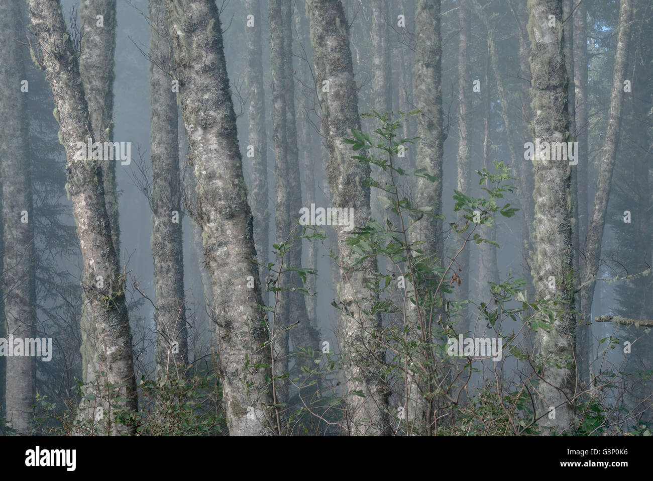 Stati Uniti d'America, Oregon, Siuslaw National Forest. Cape Perpetua Scenic Area, Grove di red alder (Alnus rubra) alberi nella nebbia. Foto Stock