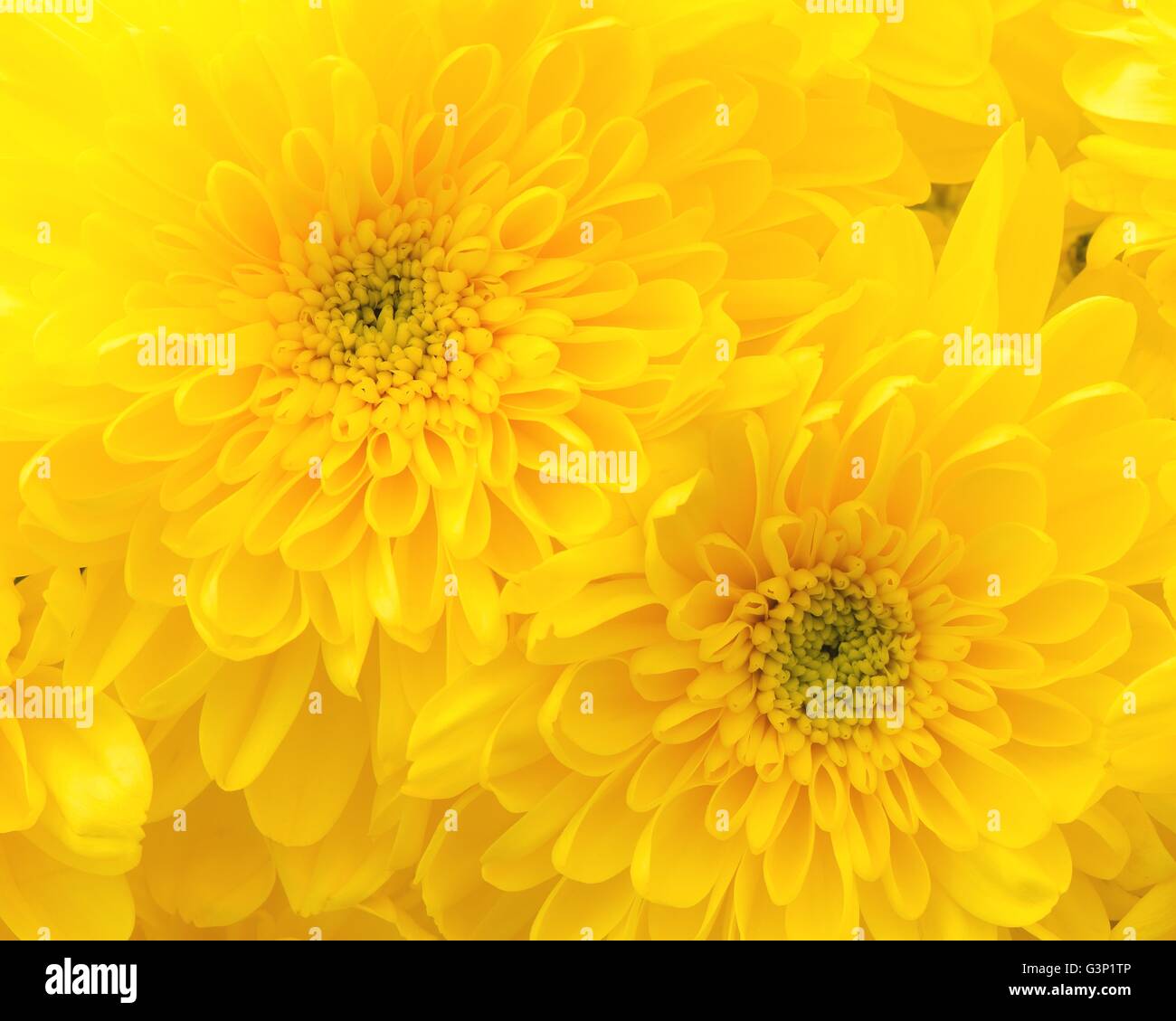 Fiore giallo capi di close-up. Foto Stock