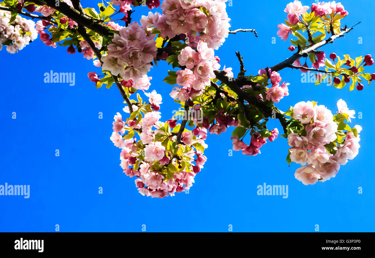 Japanese Pink Cherry Blossom Foto Stock
