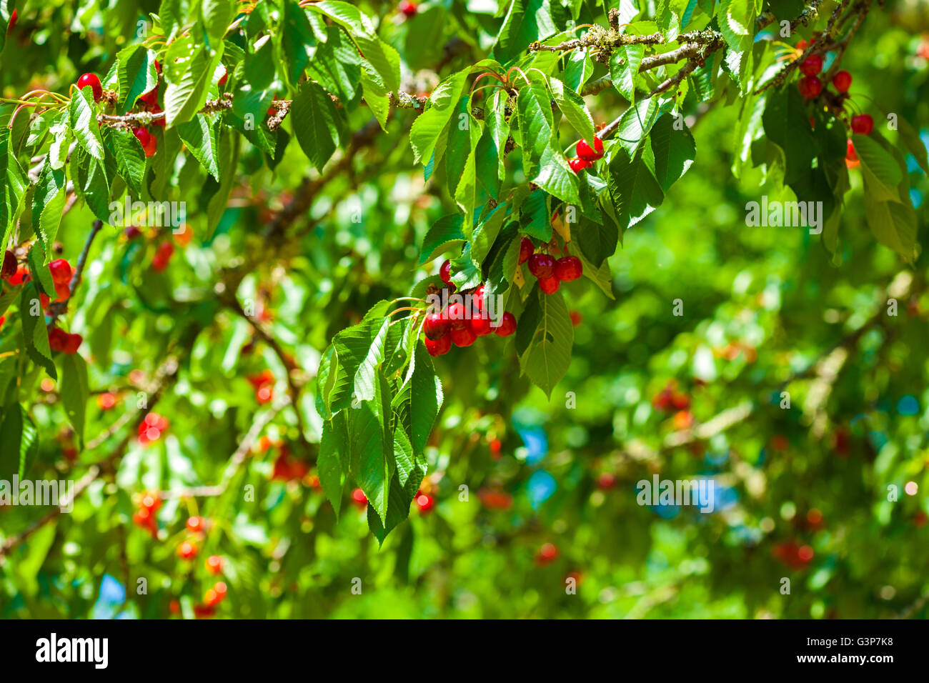 Fresche ciliege rosse crescono su un albero in sole di primavera Foto Stock