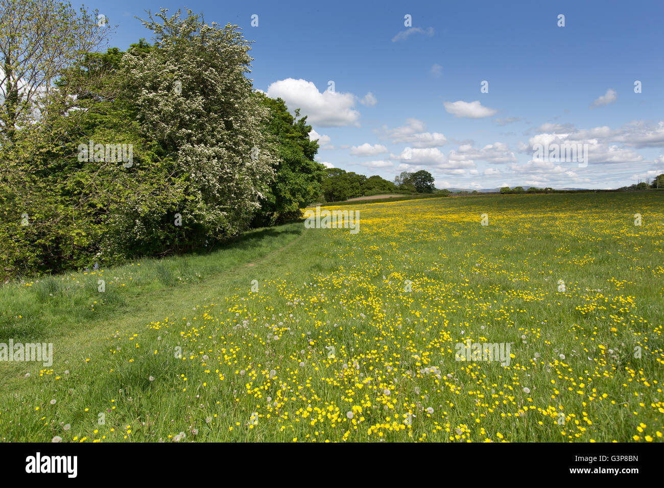 Fiume Kent, Inghilterra. Campo di renoncules adiacenti al fiume Kent, sul tratto di fiume tra Sedgwick e Kendal. Foto Stock