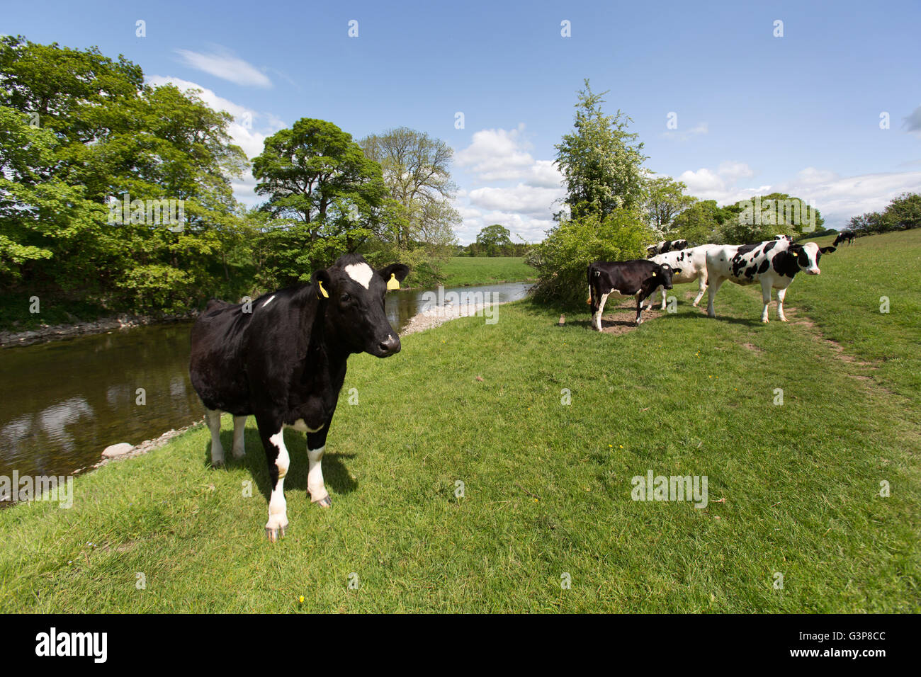 Fiume Kent, Inghilterra. Le mucche al pascolo lungo il fiume Kent, sul tratto di fiume tra Sedgwick e Kendal. Foto Stock