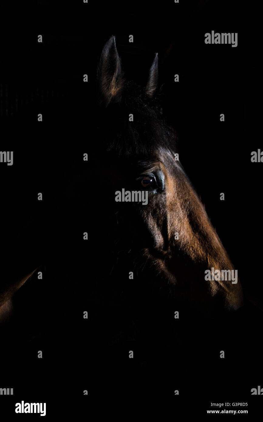 Ritratti equina Foto Stock